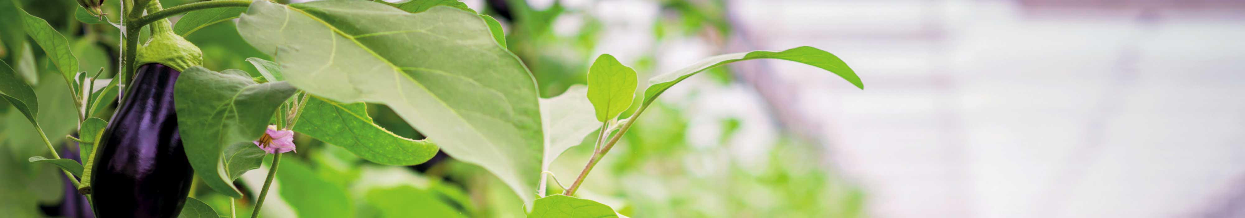 Greenhouse Cultivation