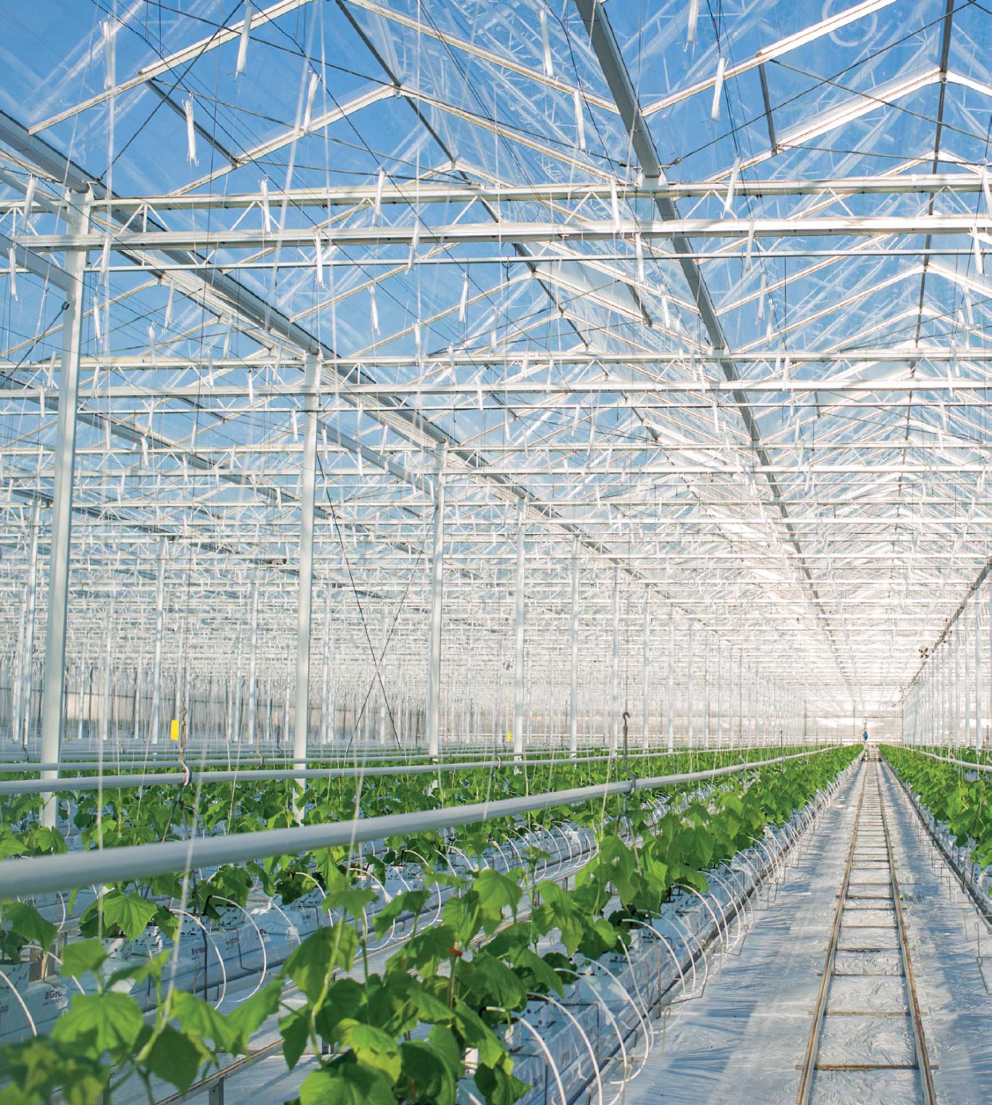 Greenhouse Cultivation Entreprise Électrique M.J.L. Inc.