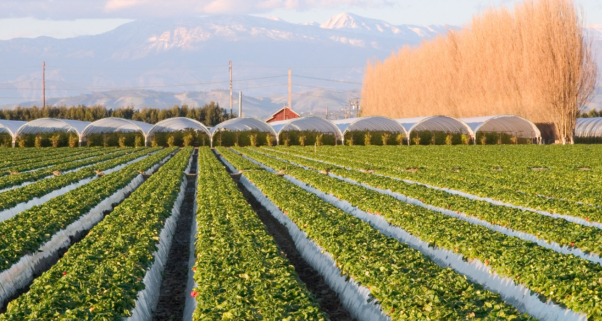 Priva Irrigation Entreprise Électrique M.J.L. Inc.